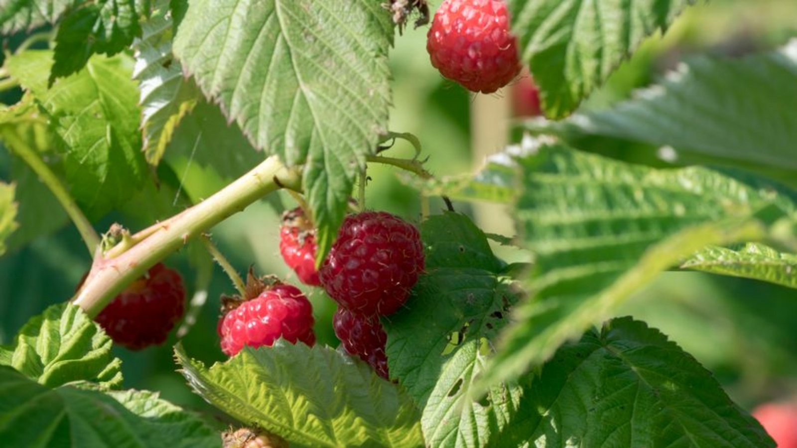 Tisane Framboisier (rubus idaeus) - 1Kg